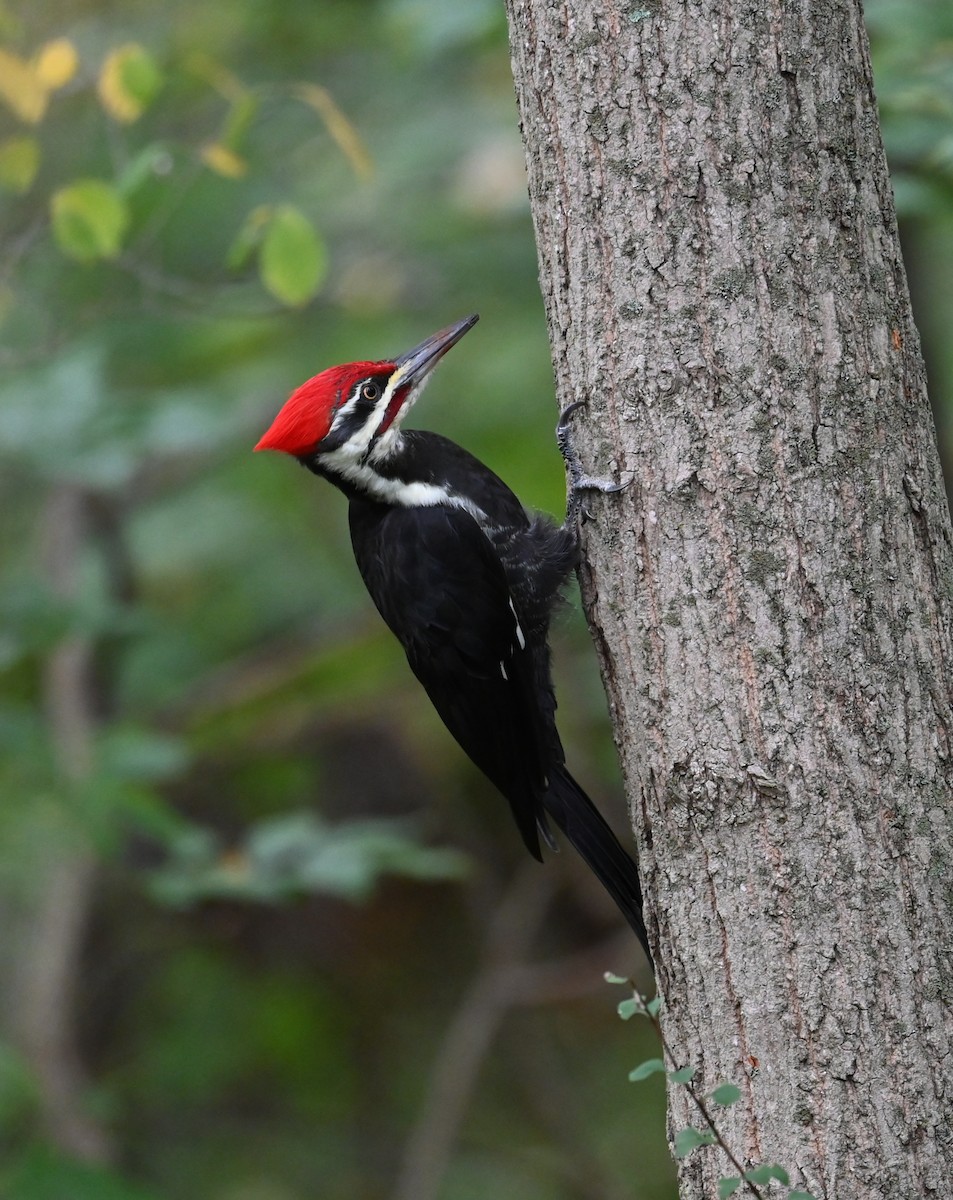 Pileated Woodpecker - ML642406960