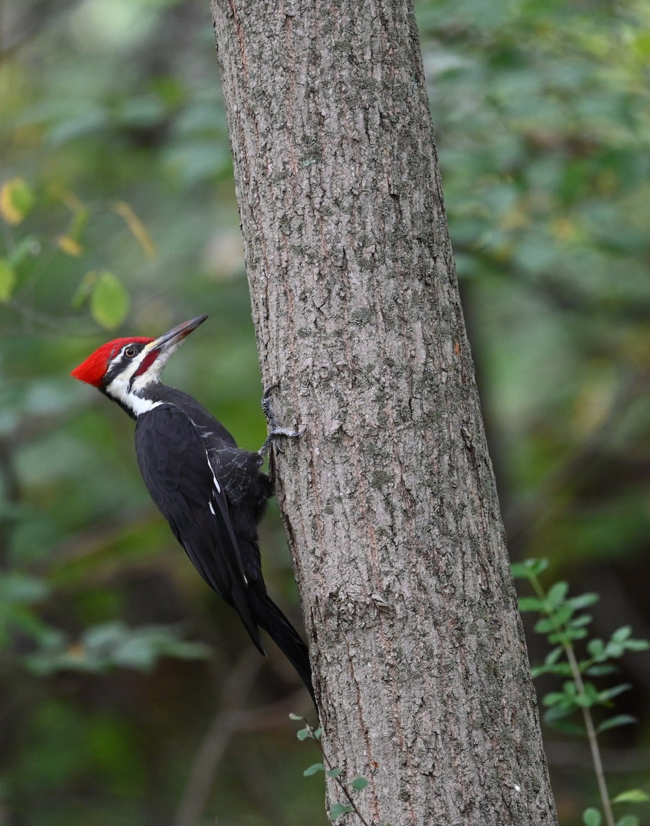 Pileated Woodpecker - ML642406961