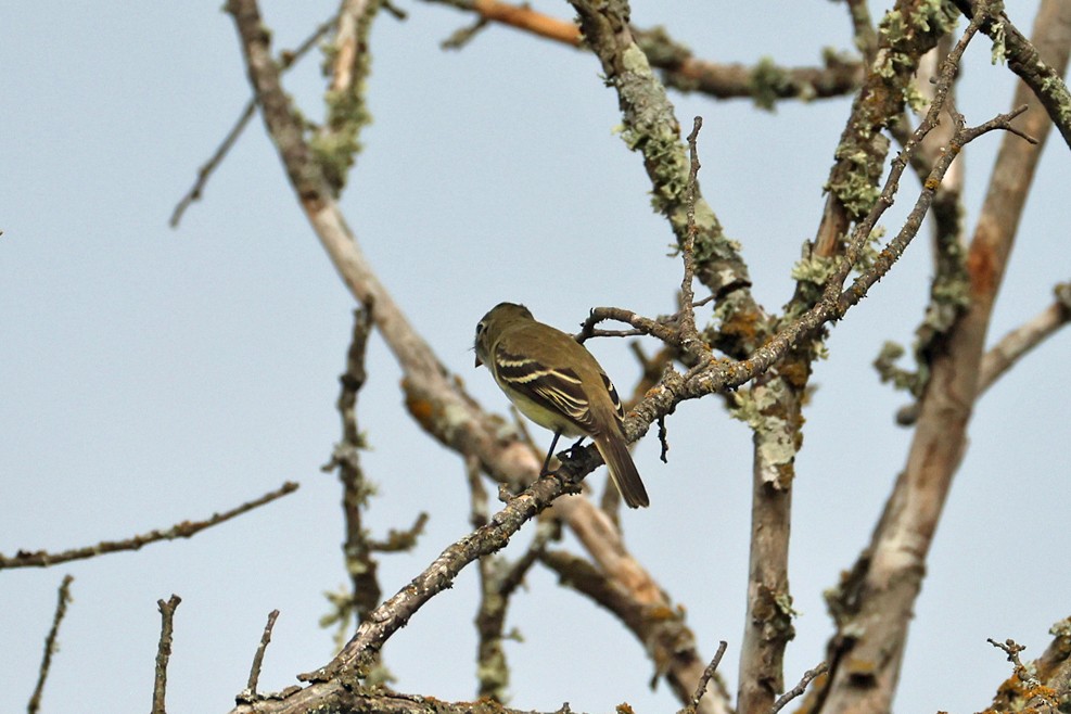 new world flycatcher sp. - ML642406967