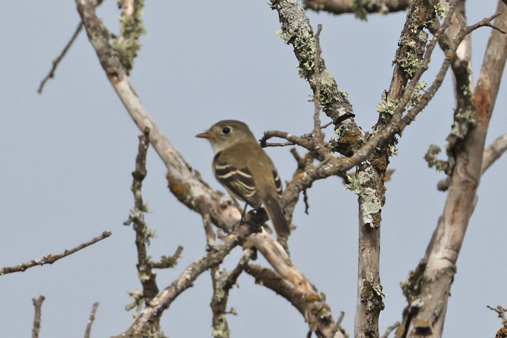 new world flycatcher sp. - ML642406970