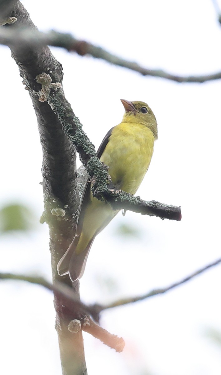 Scarlet Tanager - ML642406978
