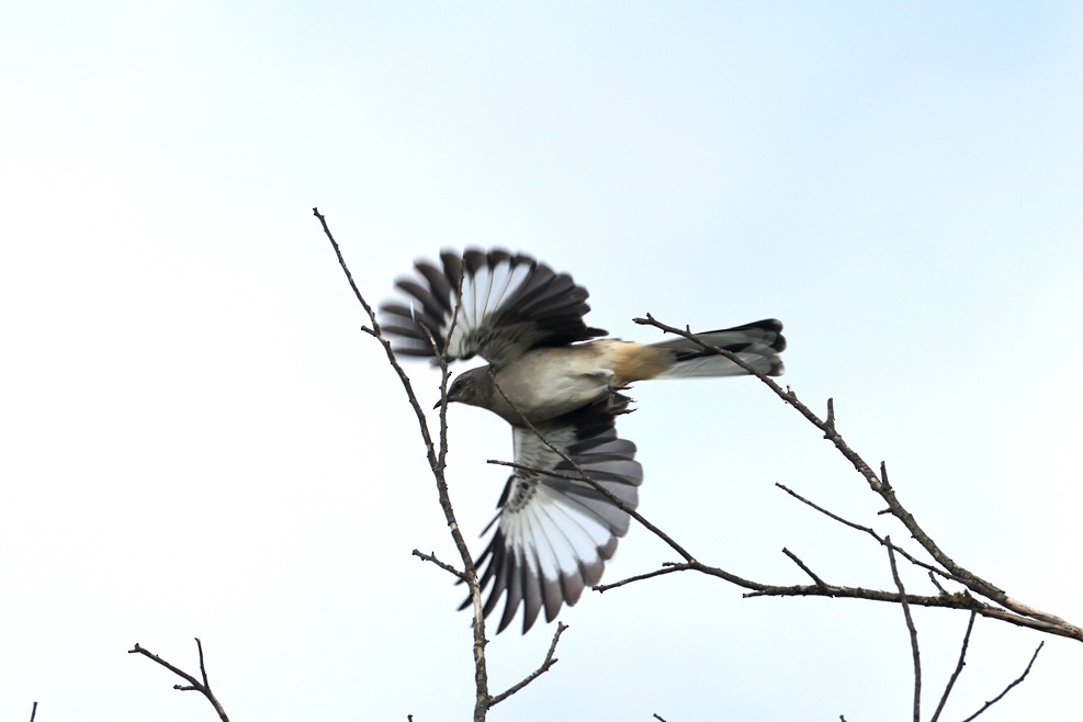 sangspottefugl - ML642407038