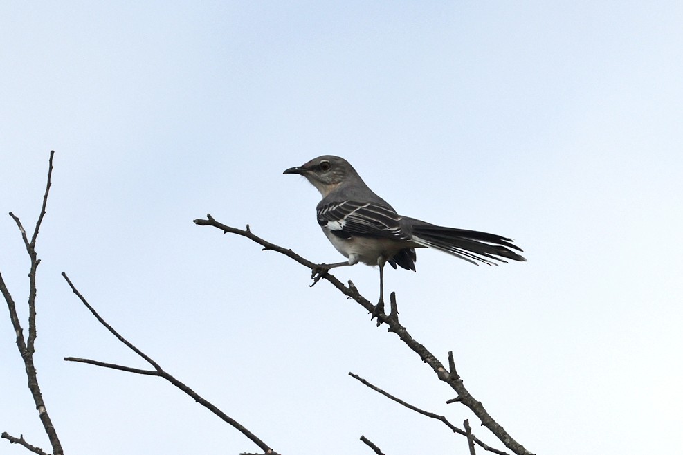 sangspottefugl - ML642407039