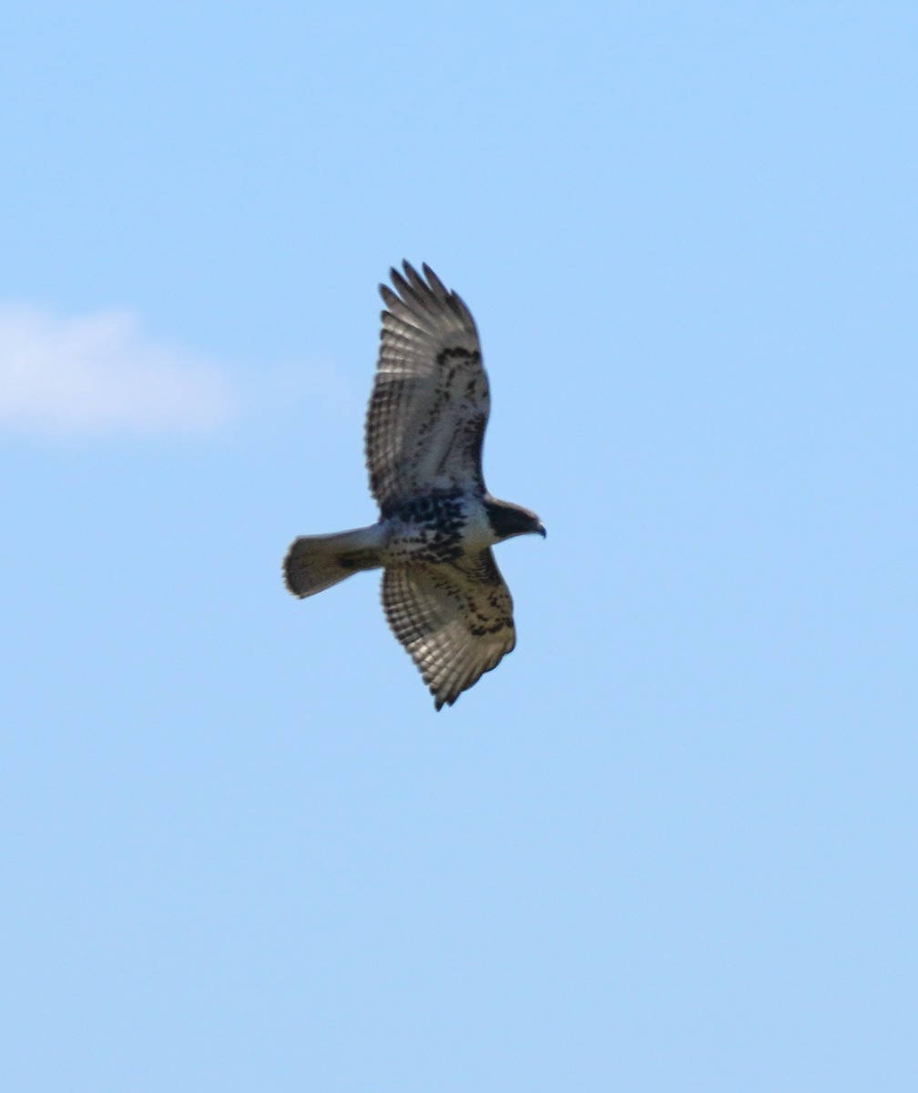 Rotschwanzbussard - ML642407040