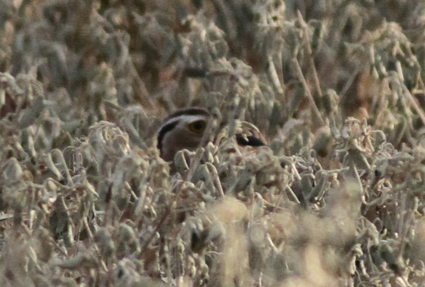 Double-striped Thick-knee - ML642407074