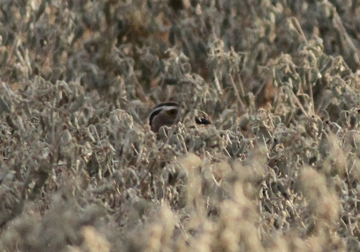 Double-striped Thick-knee - ML642407075
