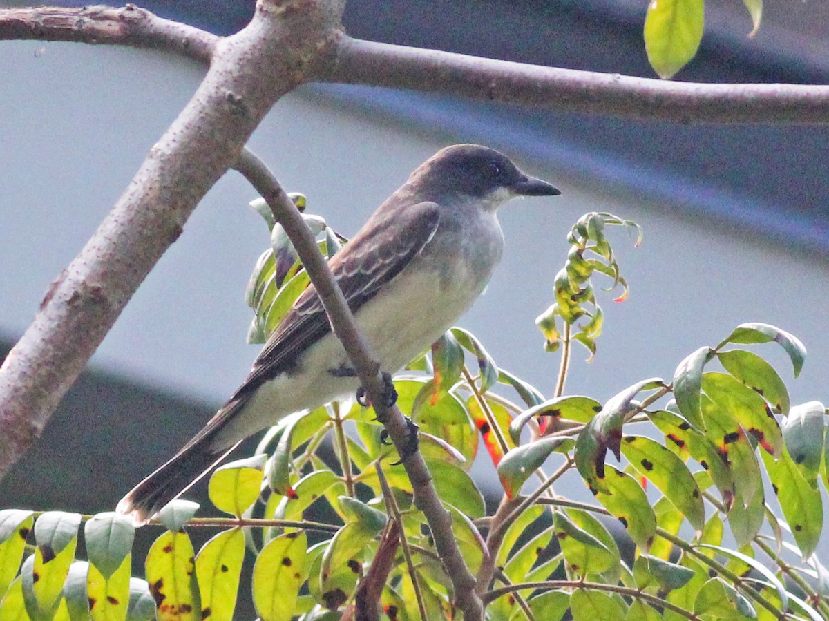Eastern Kingbird - ML642407092