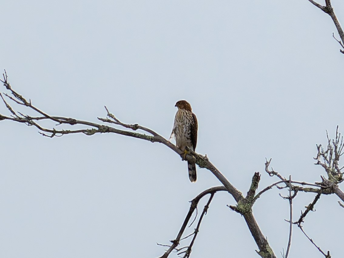 Cooper's Hawk - ML642407099