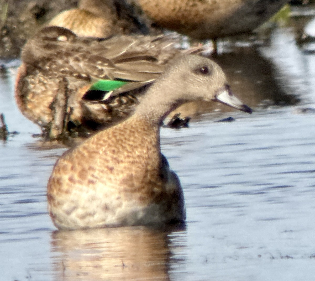 American Wigeon - ML642407117