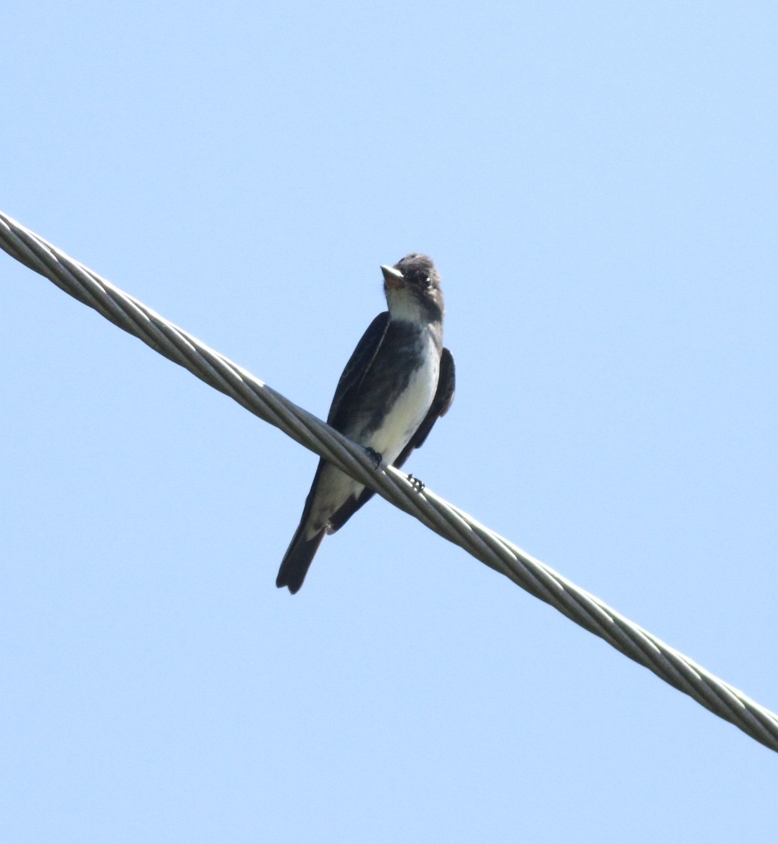 Olive-sided Flycatcher - ML642407132