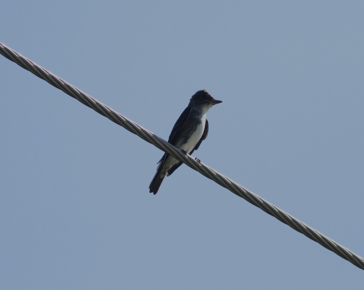 Olive-sided Flycatcher - ML642407133