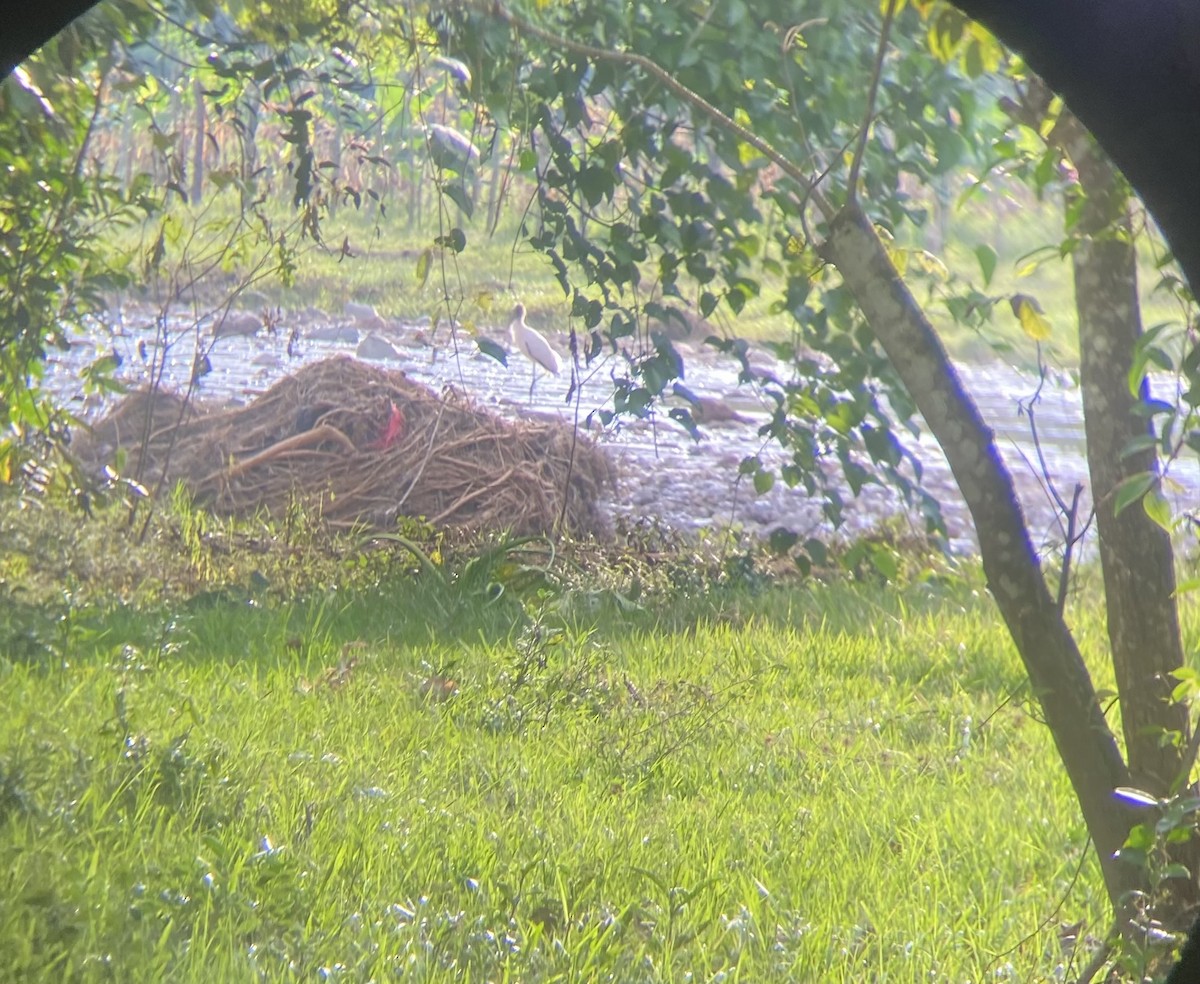 Міктерія - ML642407141