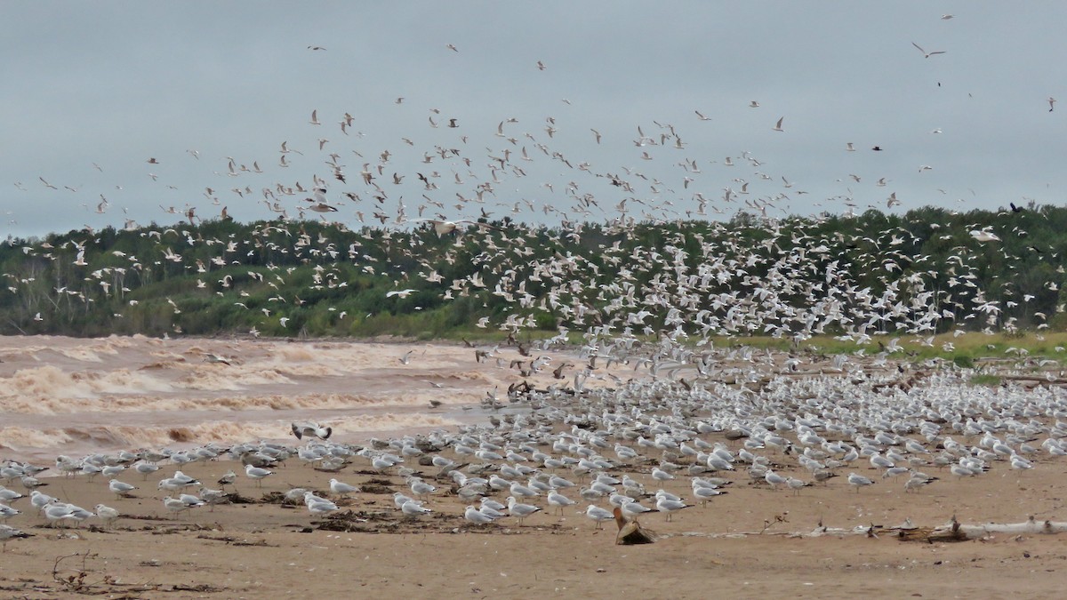 Ring-billed Gull - ML642407180
