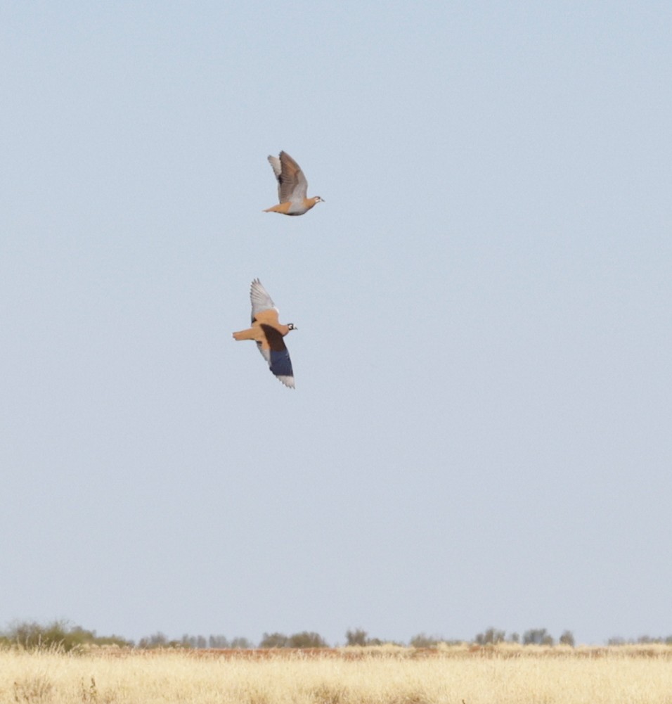 Flock Bronzewing - ML642407193