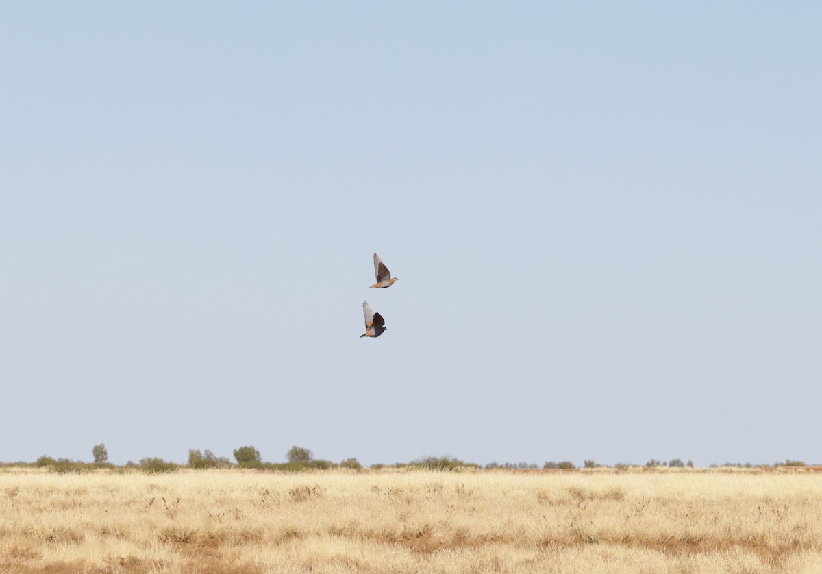 Flock Bronzewing - ML642407196