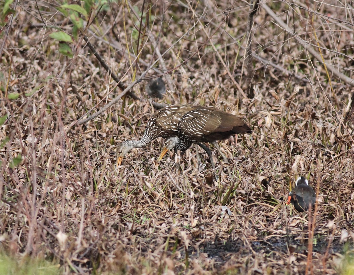 Limpkin - ML642407214