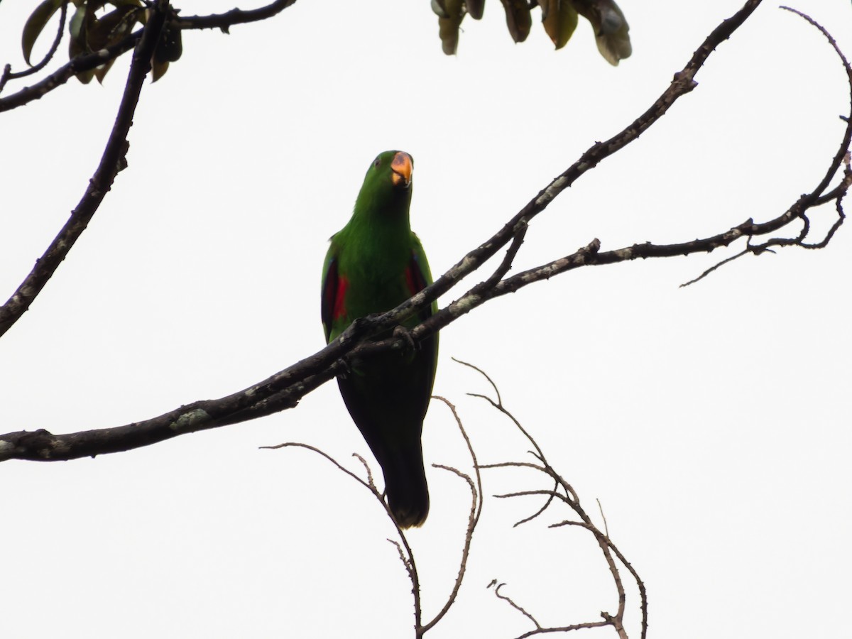 Moluccan Eclectus - ML642407222
