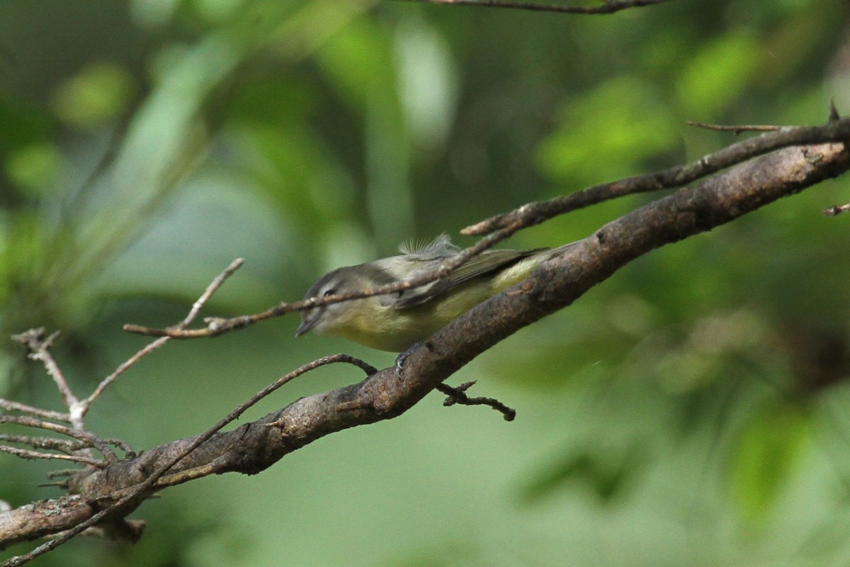 セアカモズモドキ - ML642407223