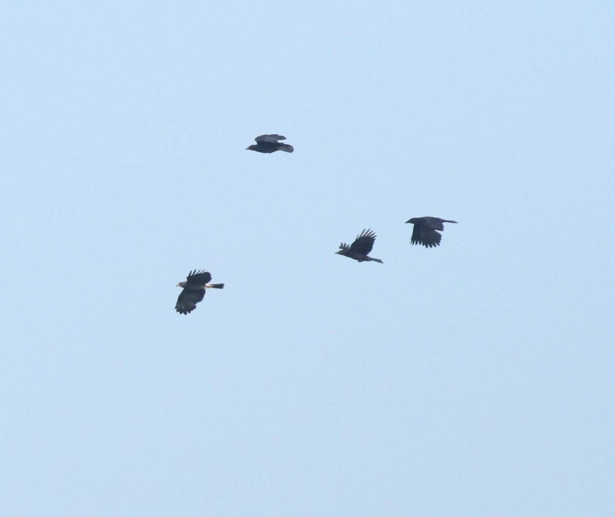 Snail Kite - ML642407237