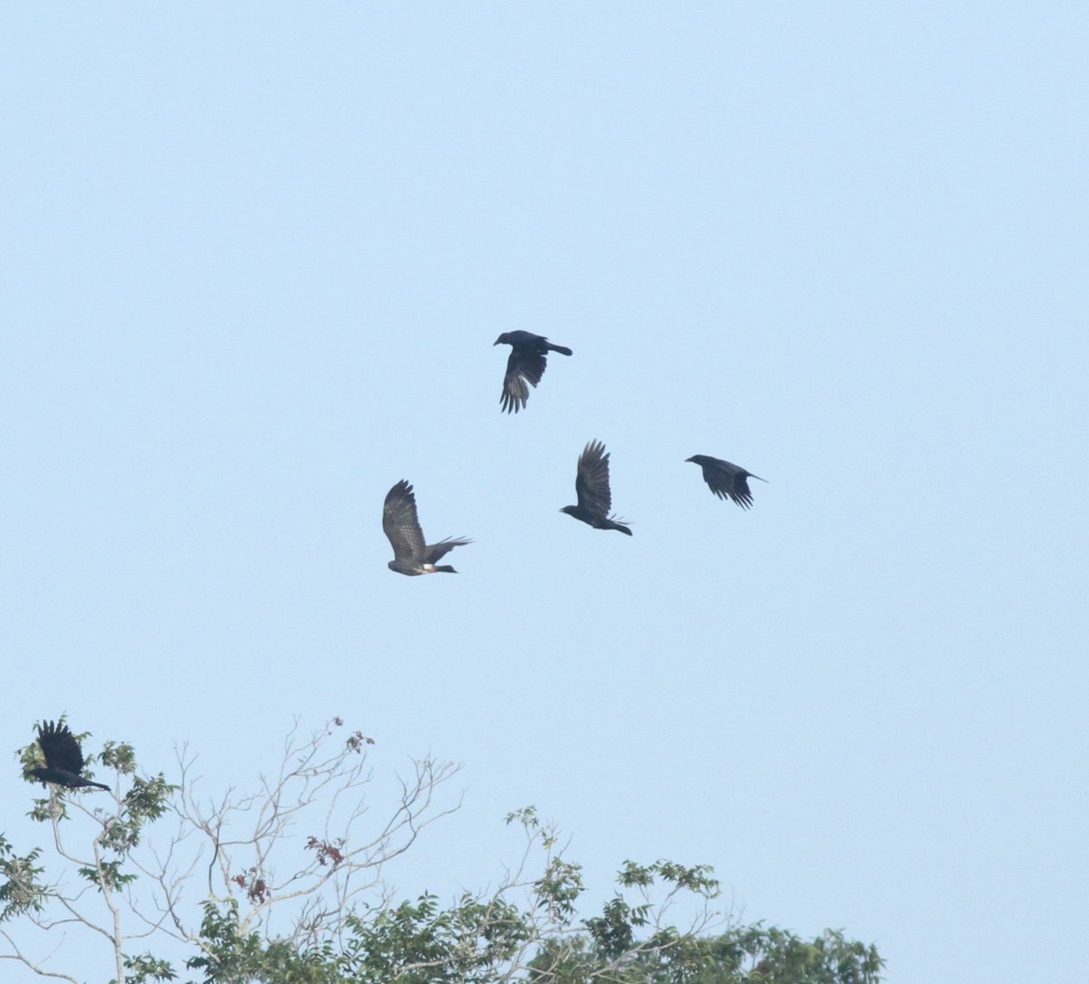 Snail Kite - ML642407238