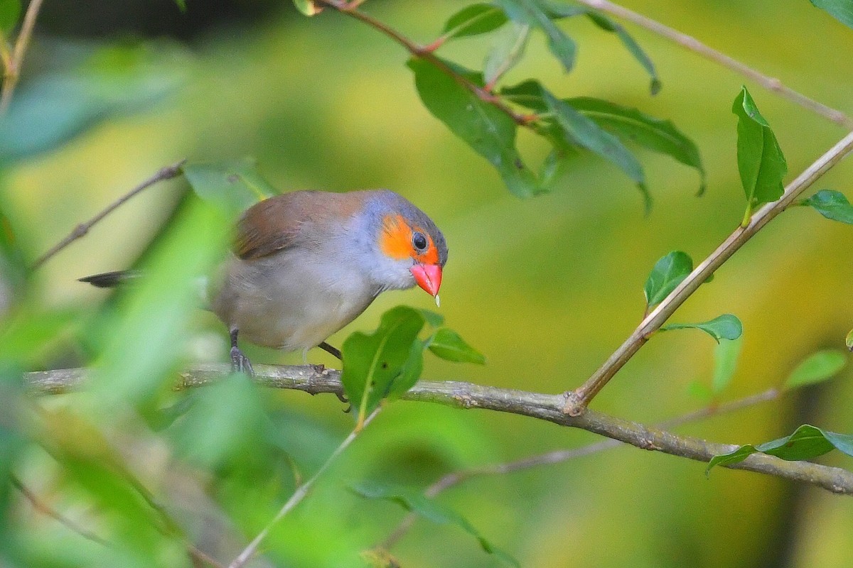 Orange-cheeked Waxbill - ML642407258