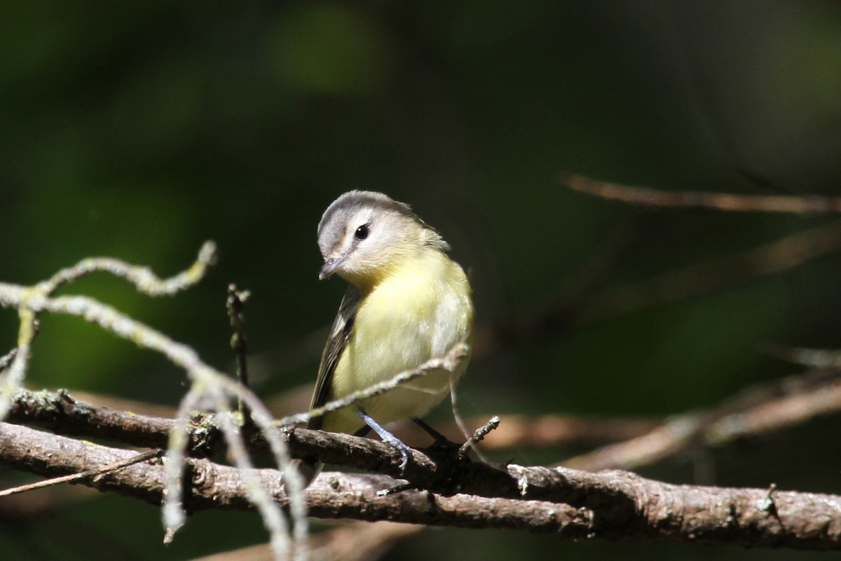 セアカモズモドキ - ML642407262