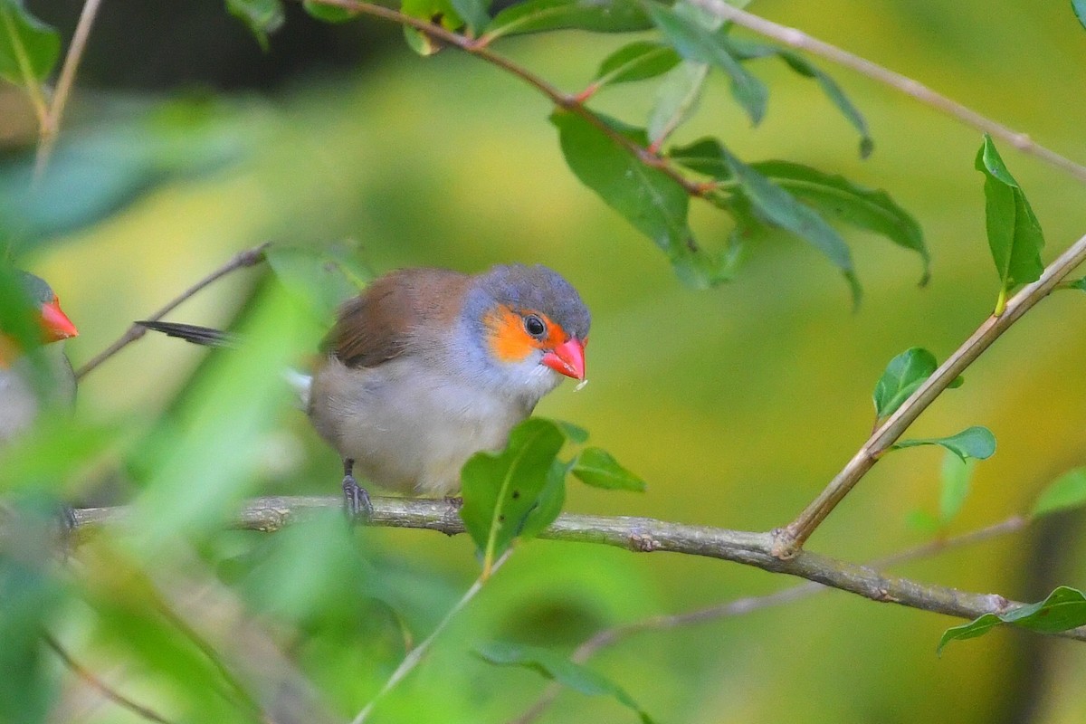 Orange-cheeked Waxbill - ML642407263
