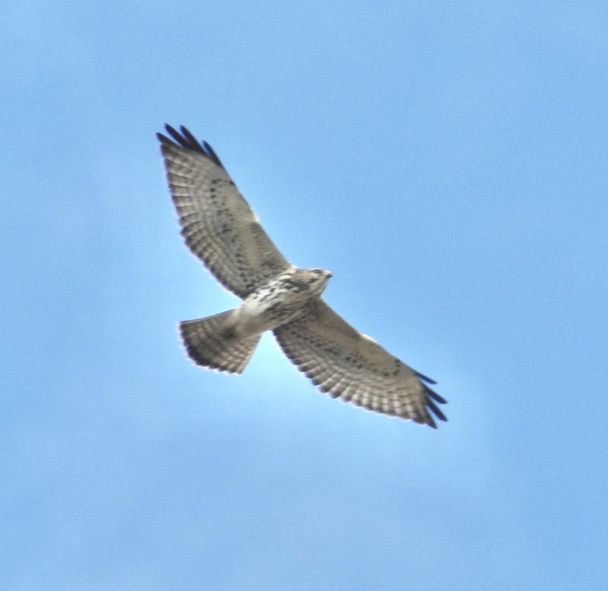 Geniş Kanatlı Şahin - ML642407273