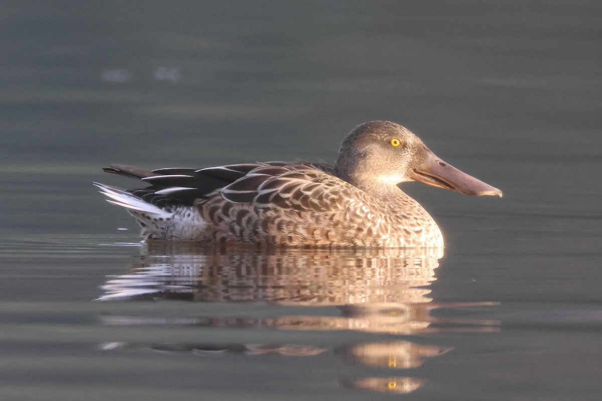Northern Shoveler - ML642407276