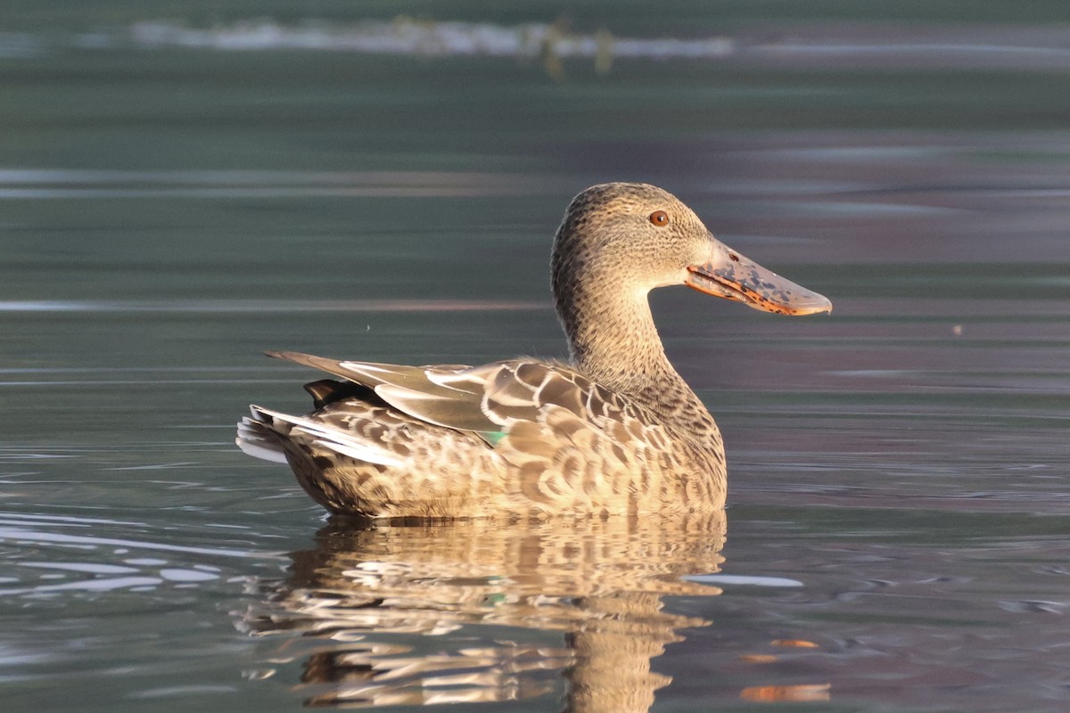 Northern Shoveler - ML642407277