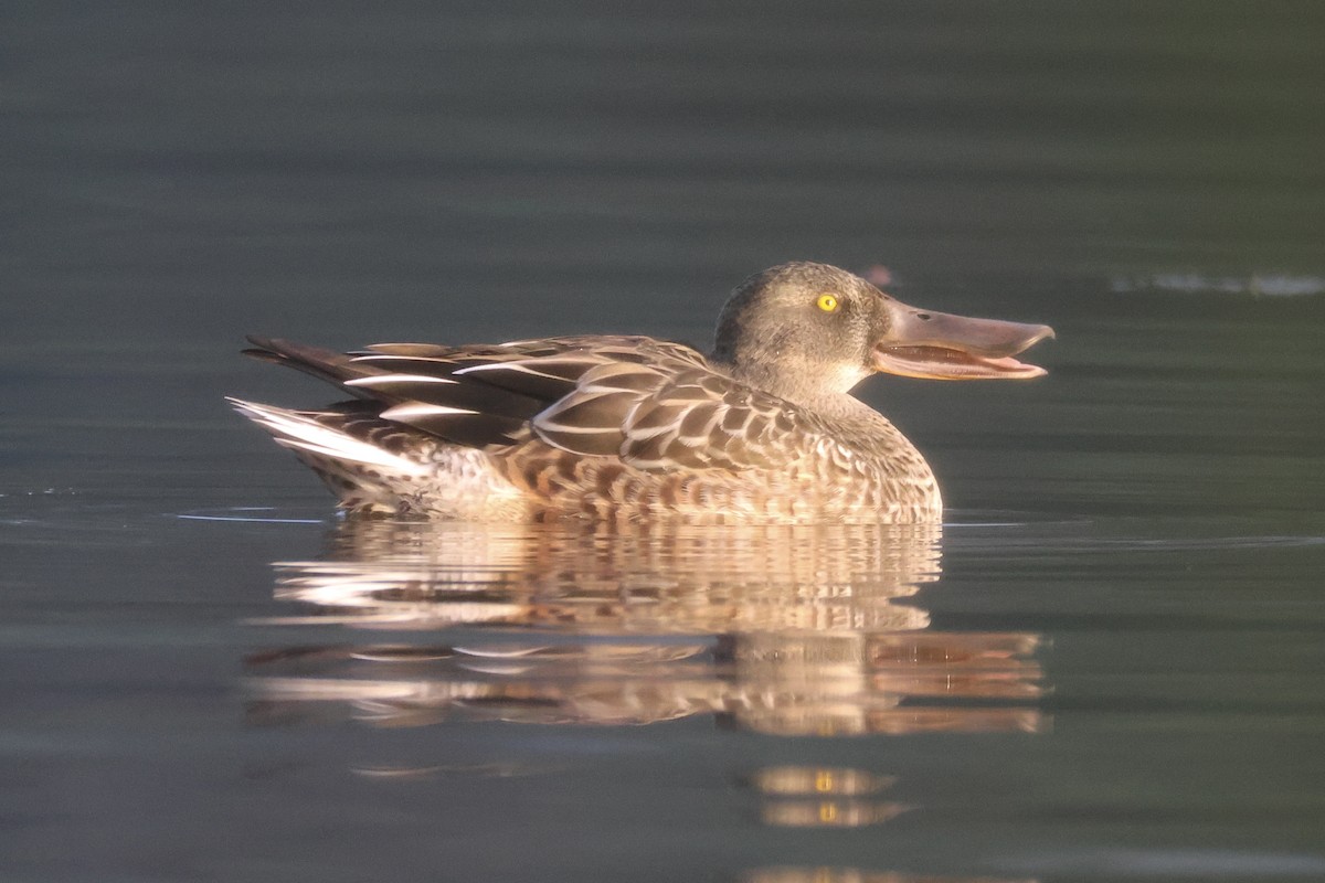 Northern Shoveler - ML642407278