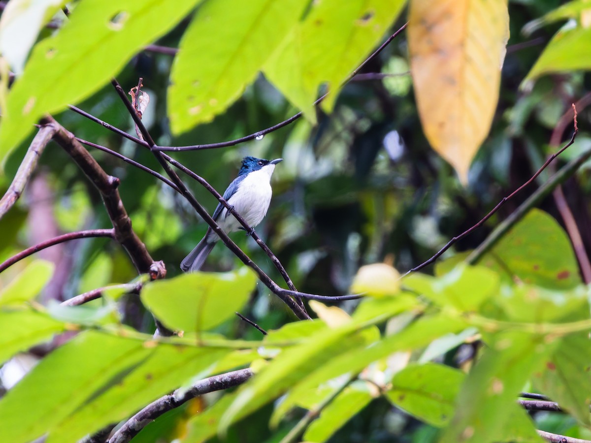 Moluccan Flycatcher - ML642407279
