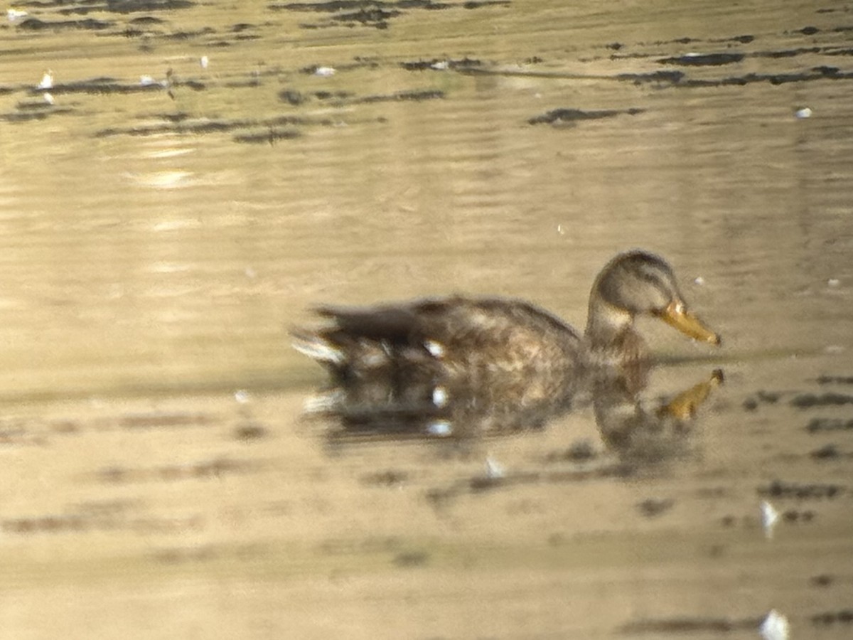 Mallard x Mexican Duck (hybrid) - ML642407293