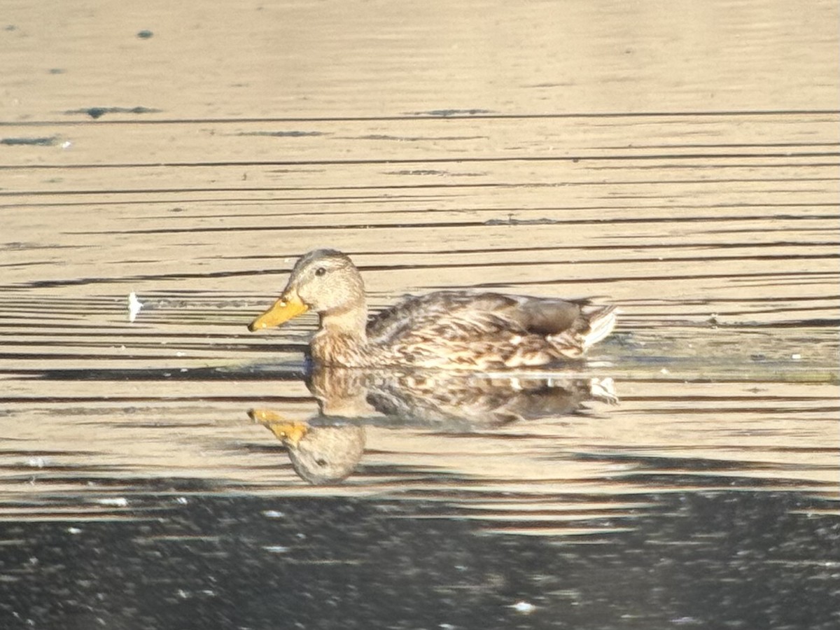 Mallard x Mexican Duck (hybrid) - ML642407294