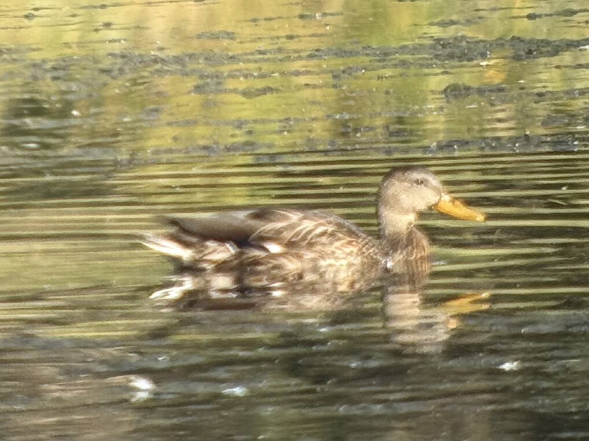 Mallard x Mexican Duck (hybrid) - ML642407295