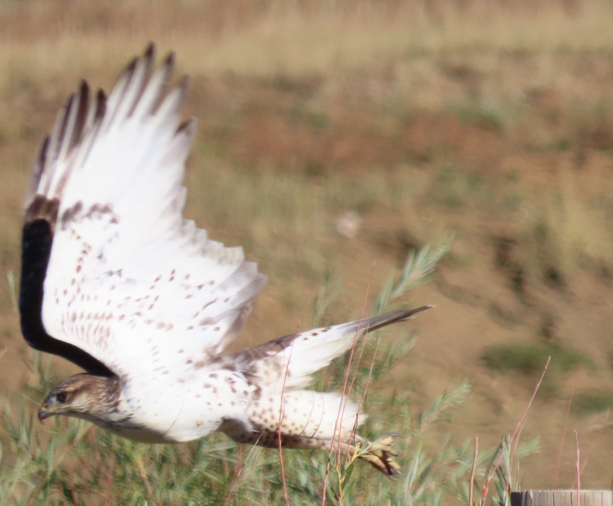 Ferruginous Hawk - ML642407324
