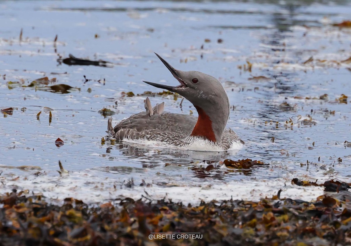 Red-throated Loon - ML642407331