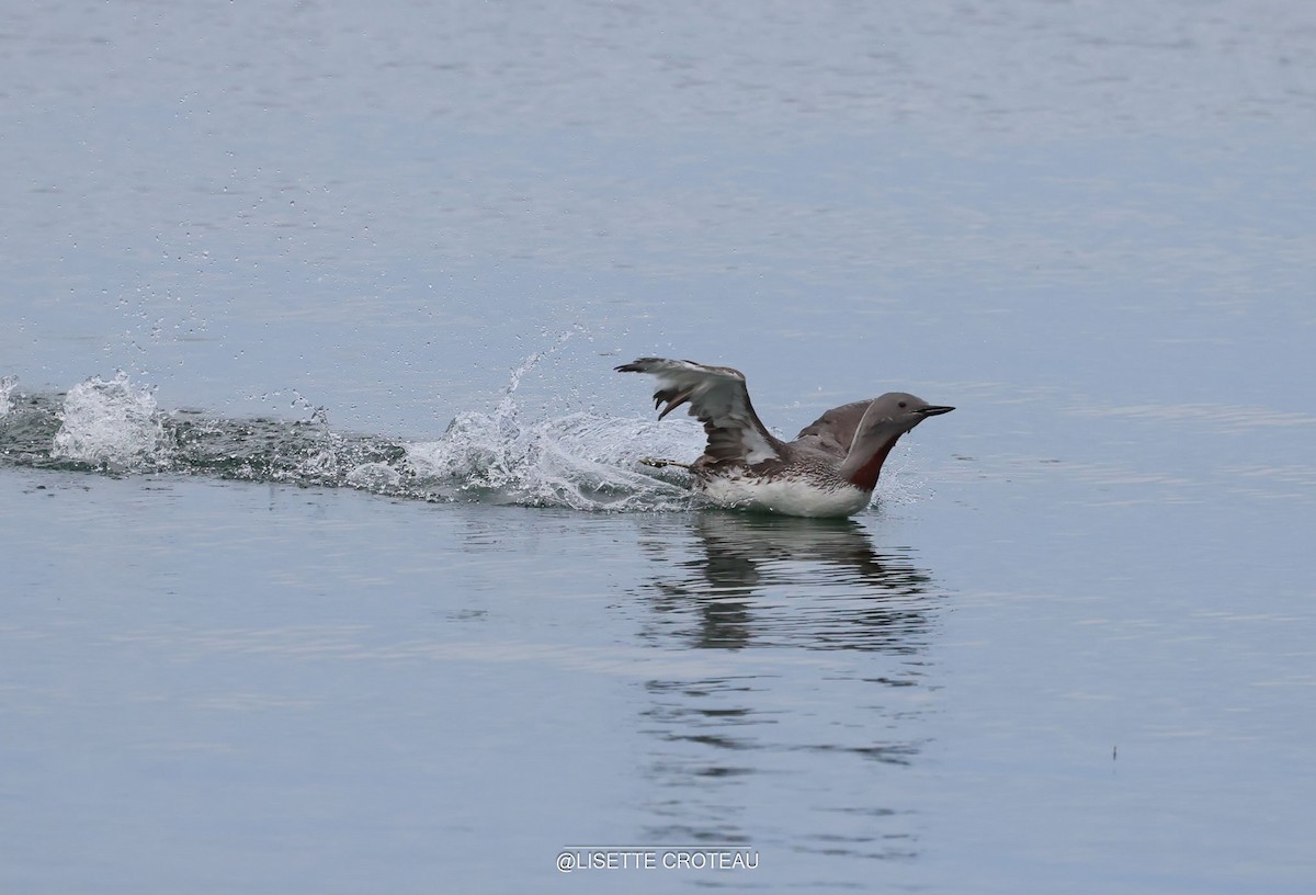 Red-throated Loon - ML642407333