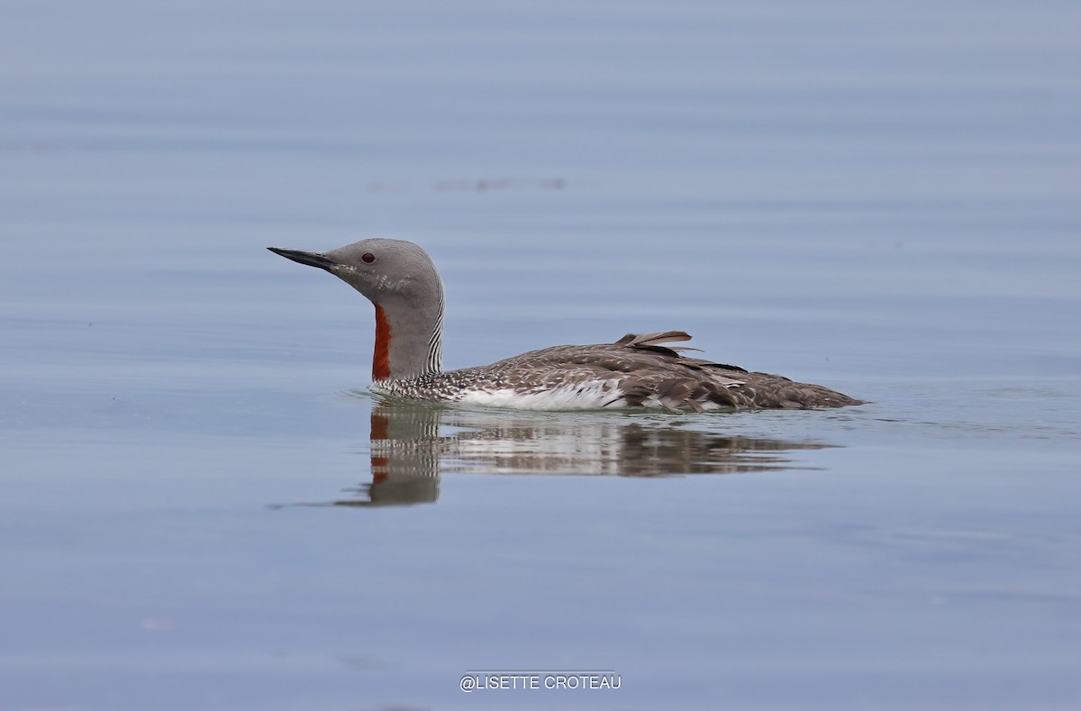 Red-throated Loon - ML642407337