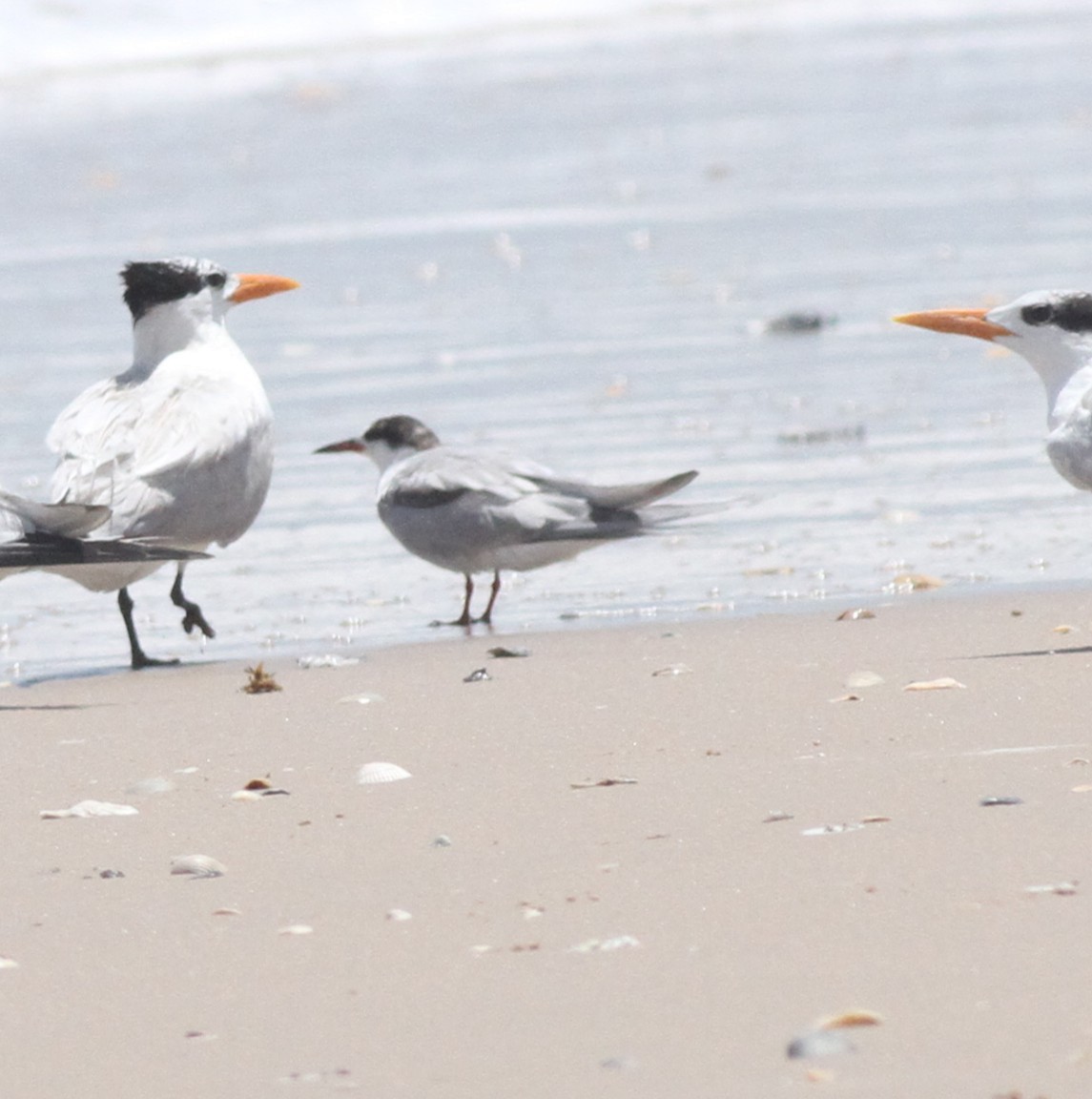 Common Tern - ML642407338