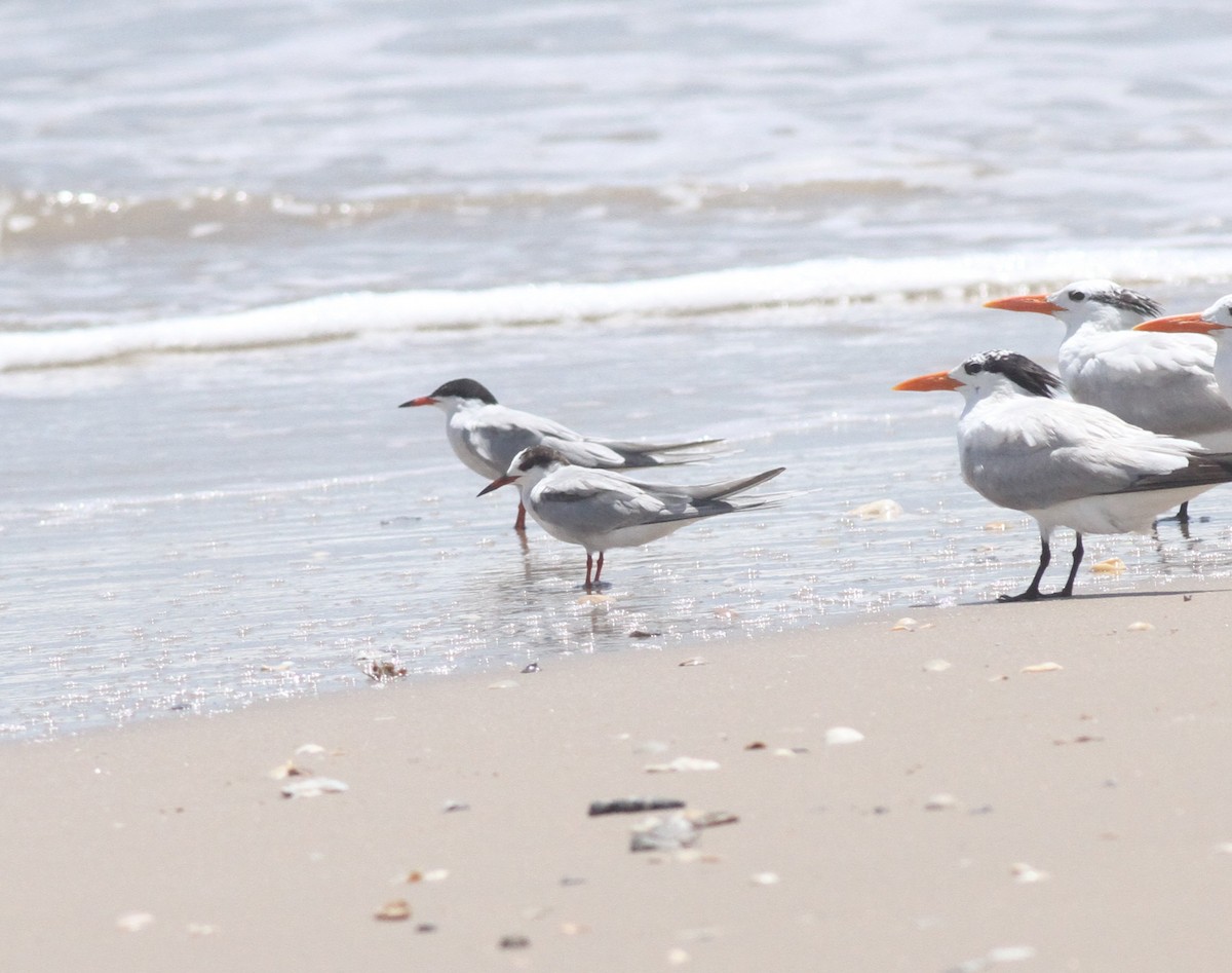 Common Tern - ML642407339