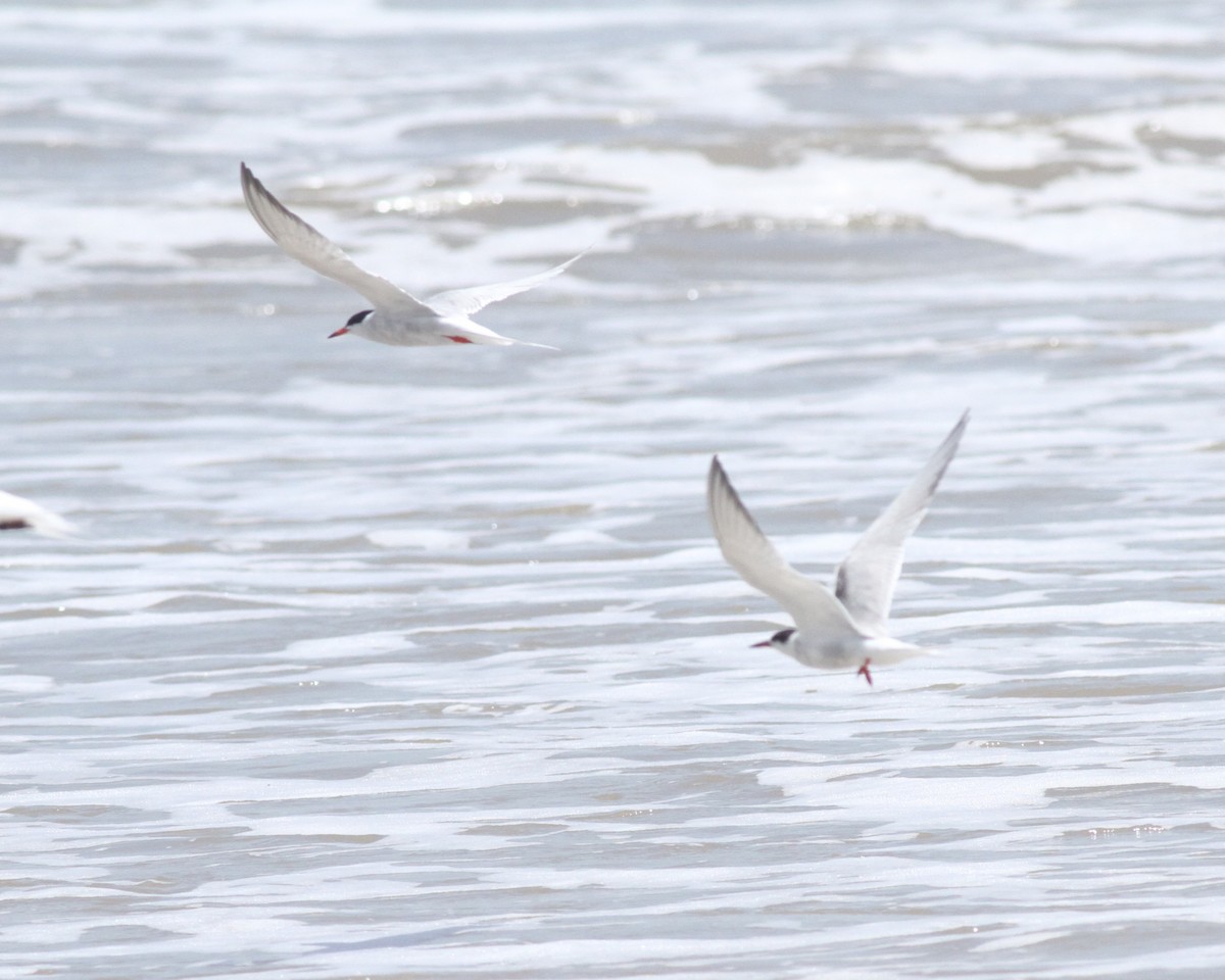 Common Tern - ML642407340