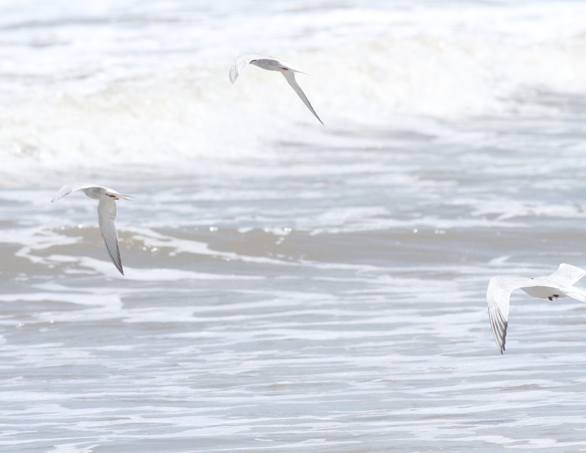 Common Tern - ML642407341