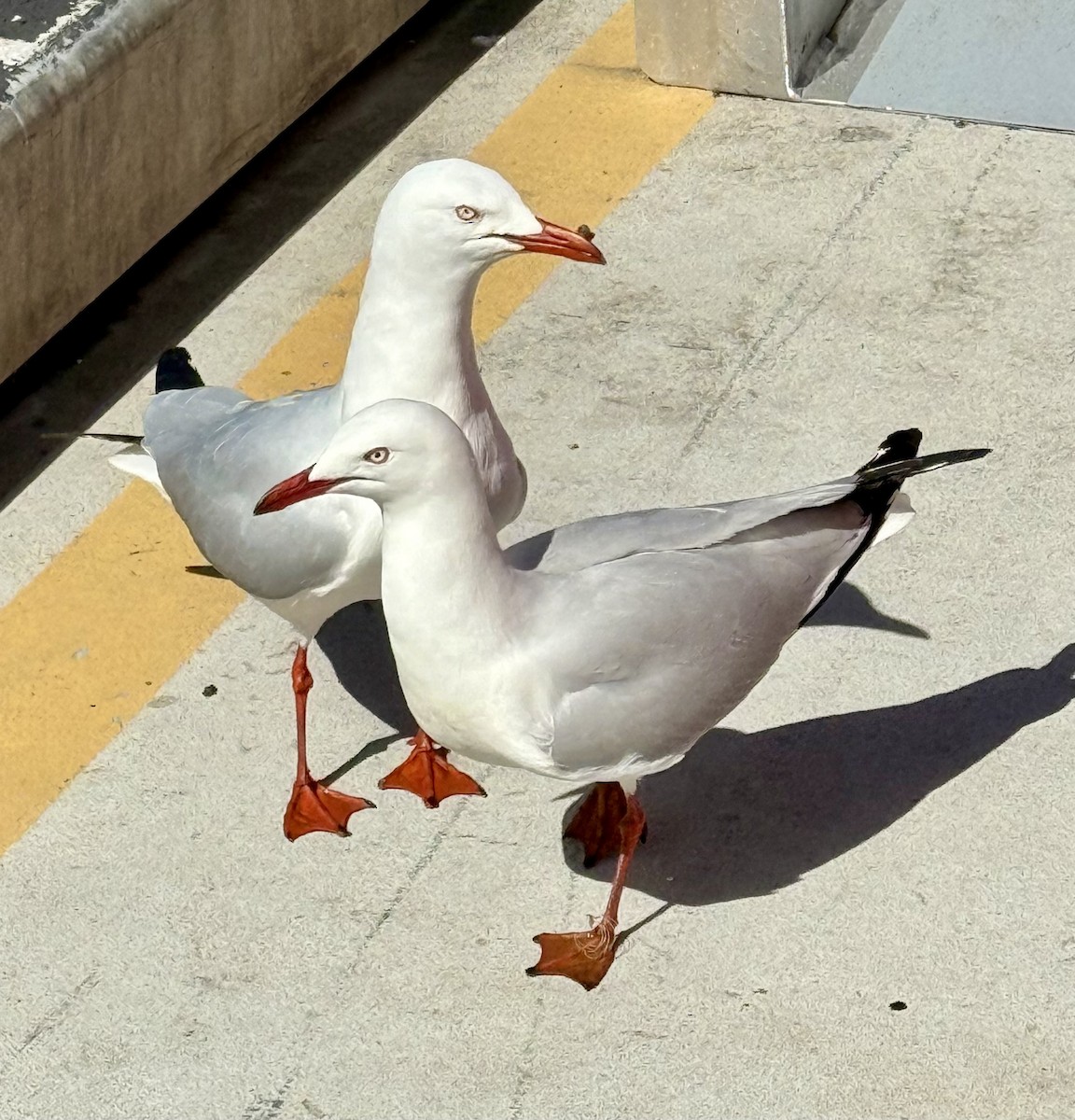 Silver Gull (Silver) - ML642407366