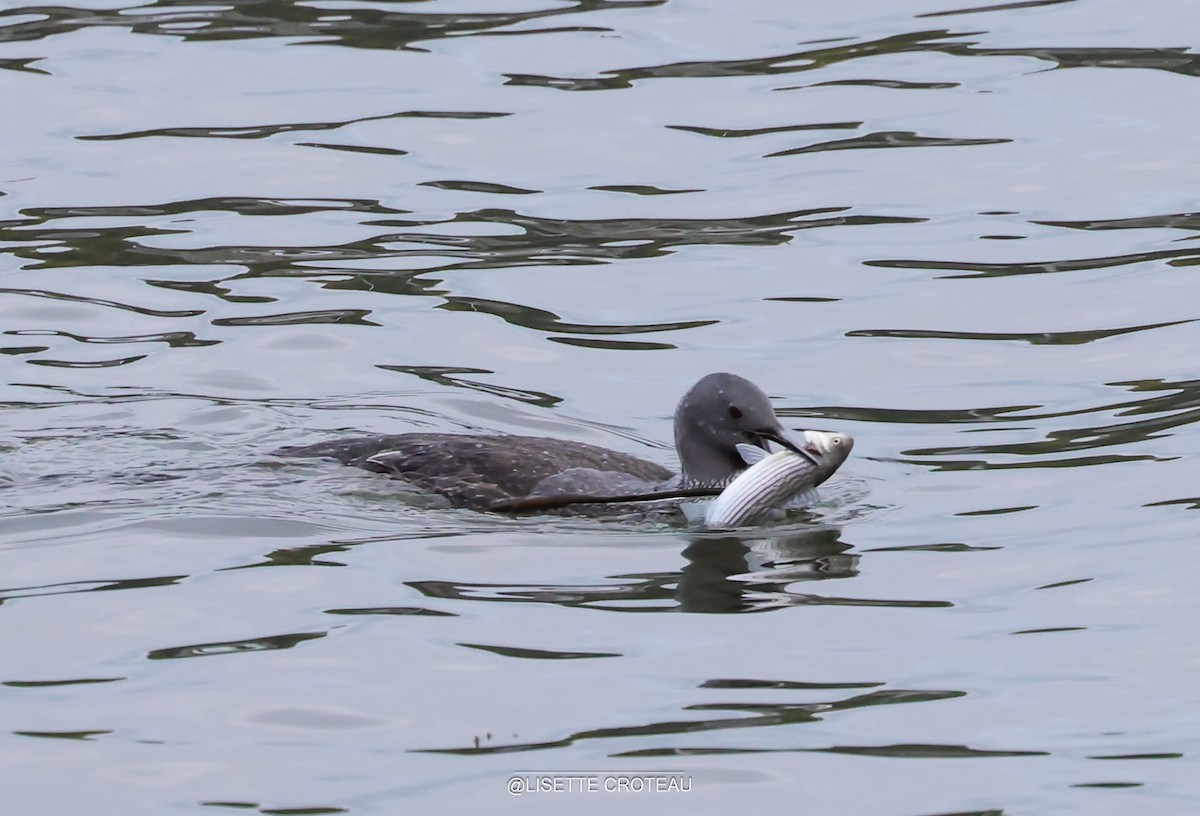 Red-throated Loon - ML642407373