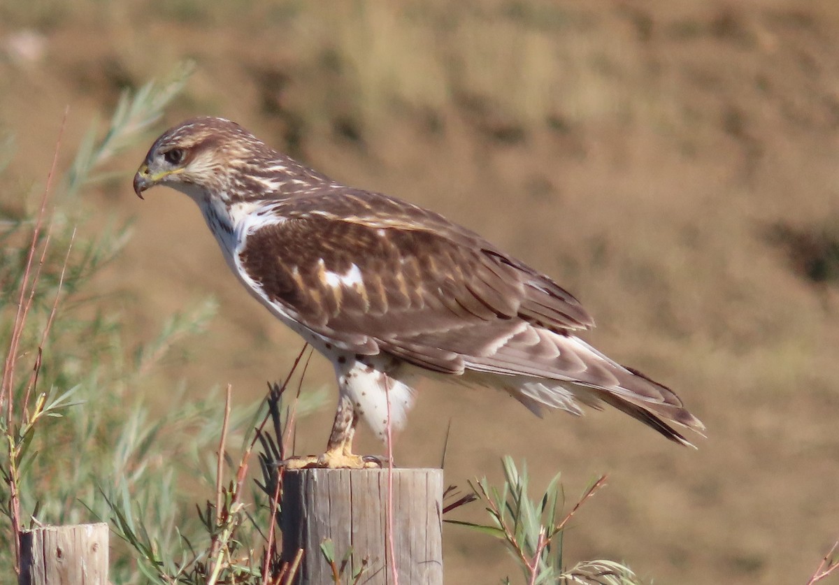 Ferruginous Hawk - ML642407387