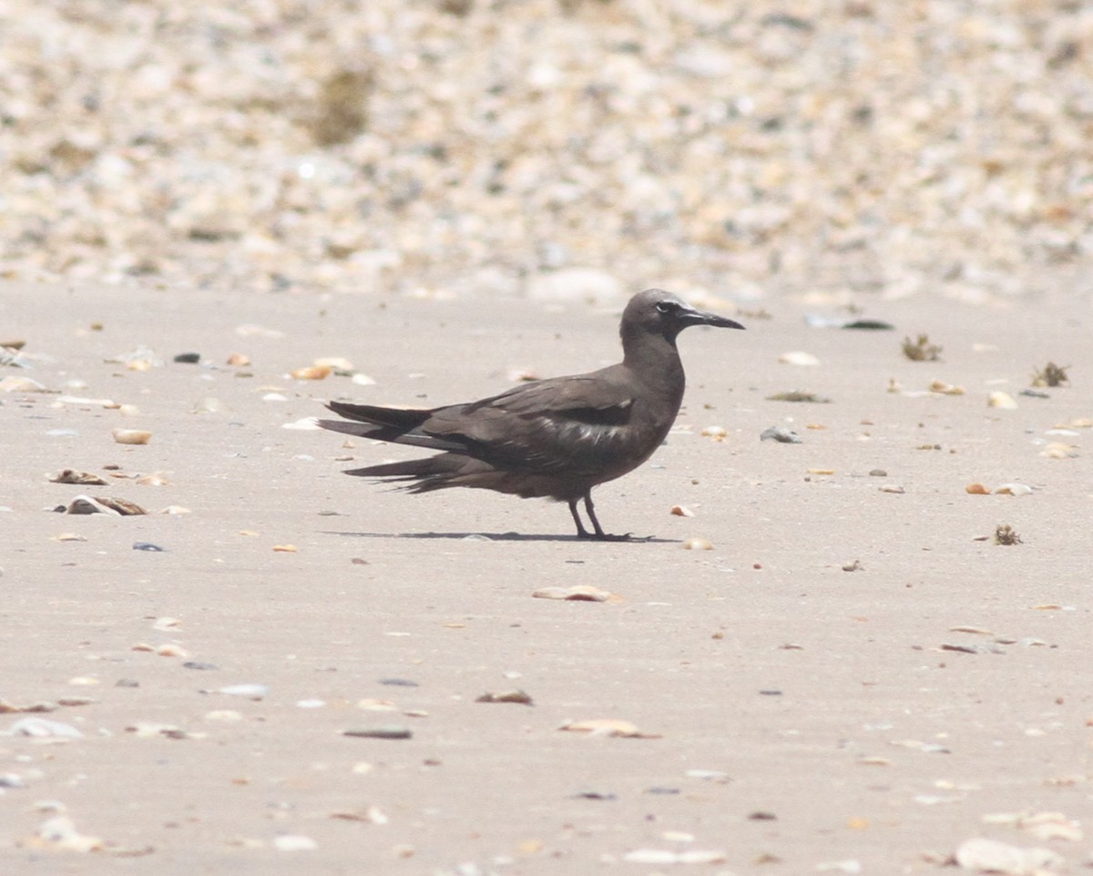 Brown Noddy - ML642407393