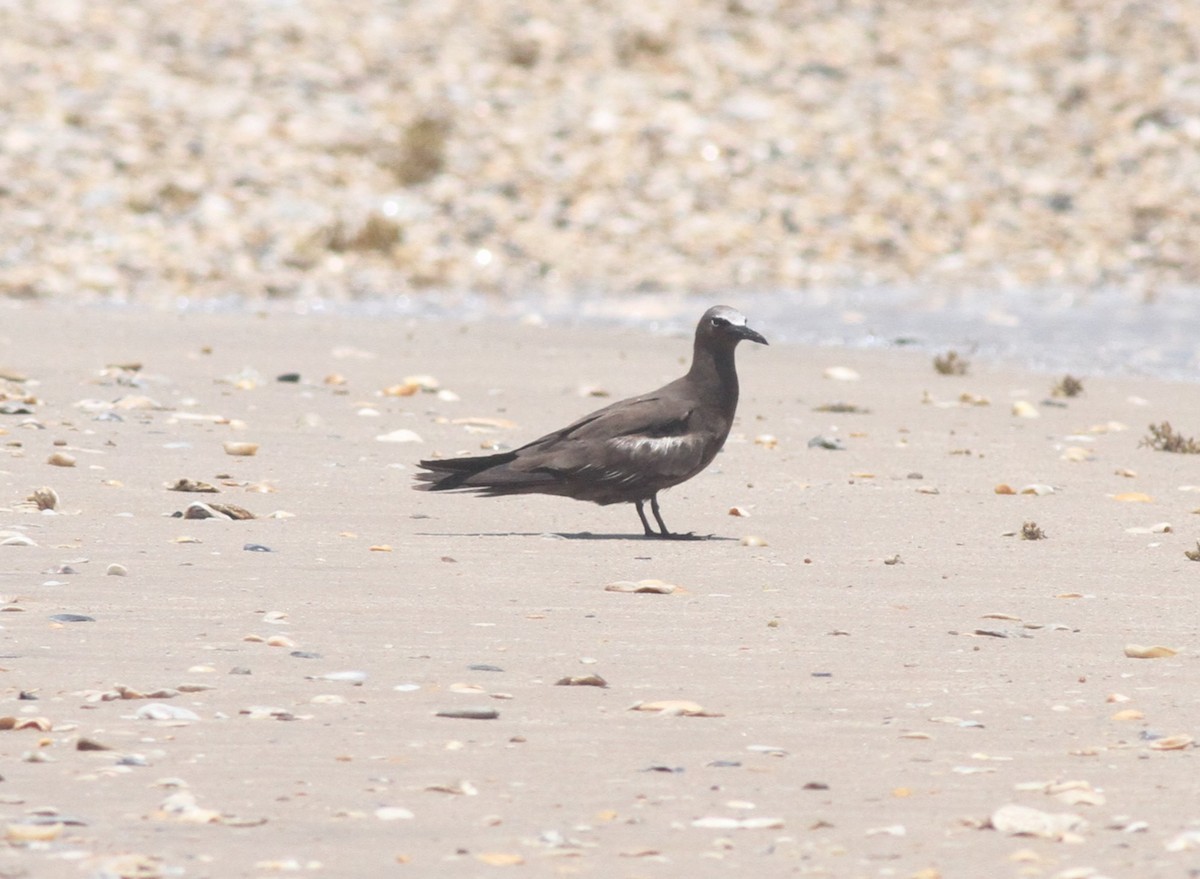 Brown Noddy - ML642407394