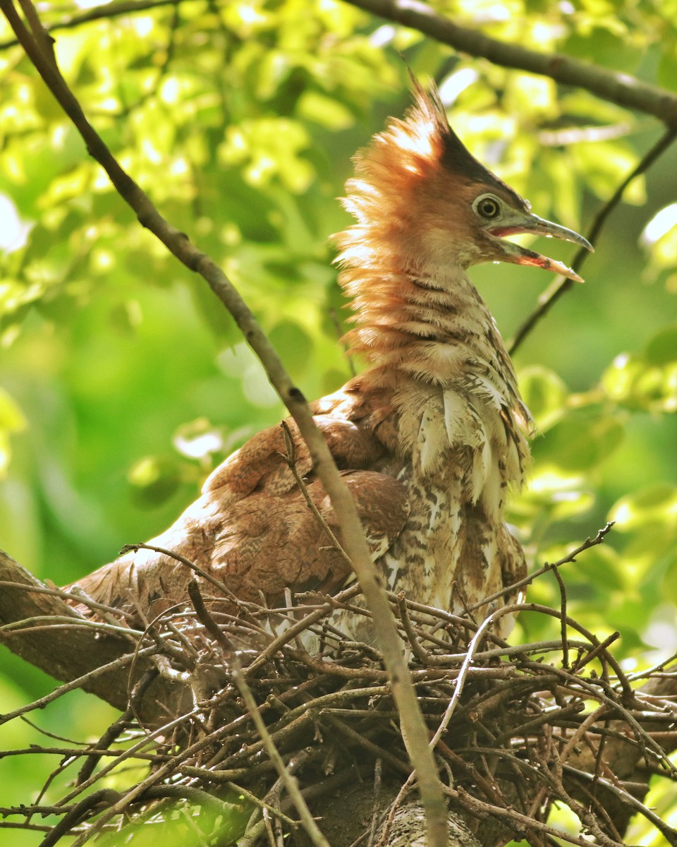 Malayan Night Heron - ML642407402