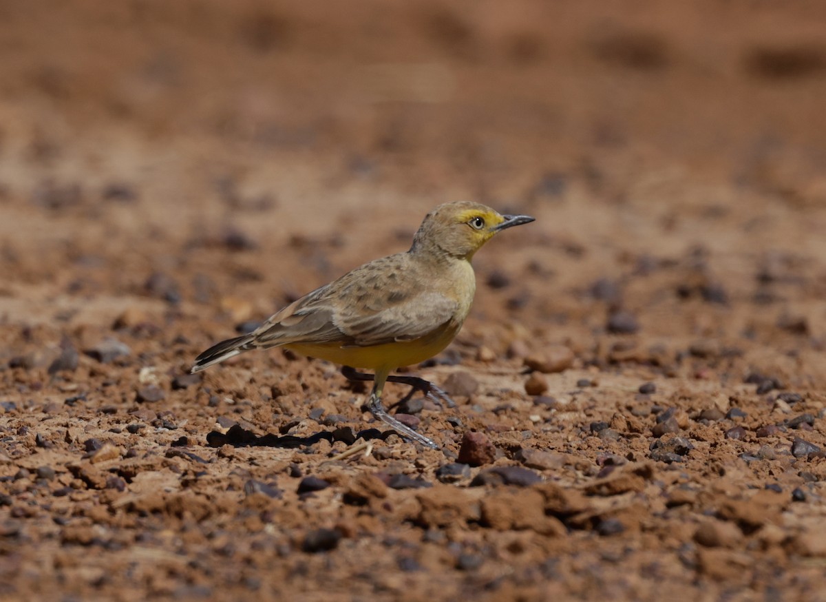 Gibberbird - ML642407410